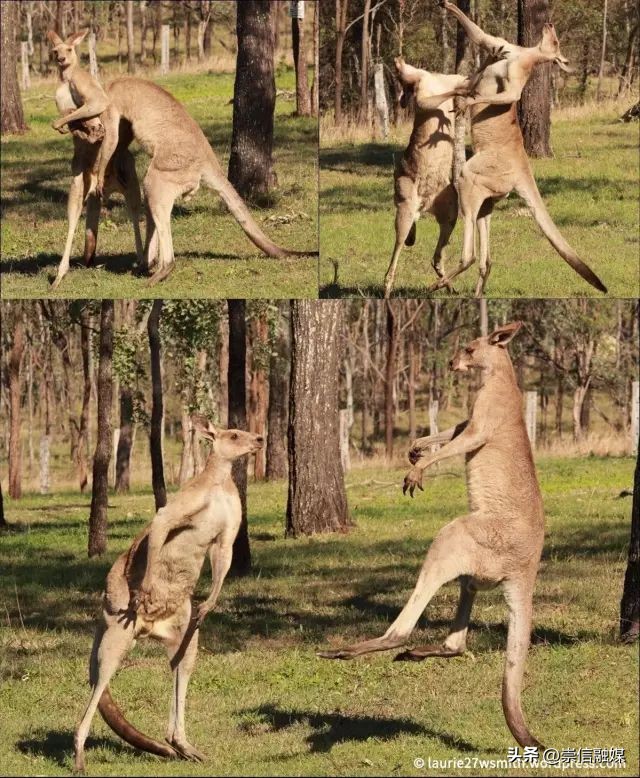 独行月球袋鼠踢沈腾露肚子片段,独行月球沈腾被袋鼠踢飞露肚子