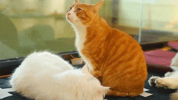 猫最好养哪种猫,养猫首选这5种猫不仅忠诚还好养