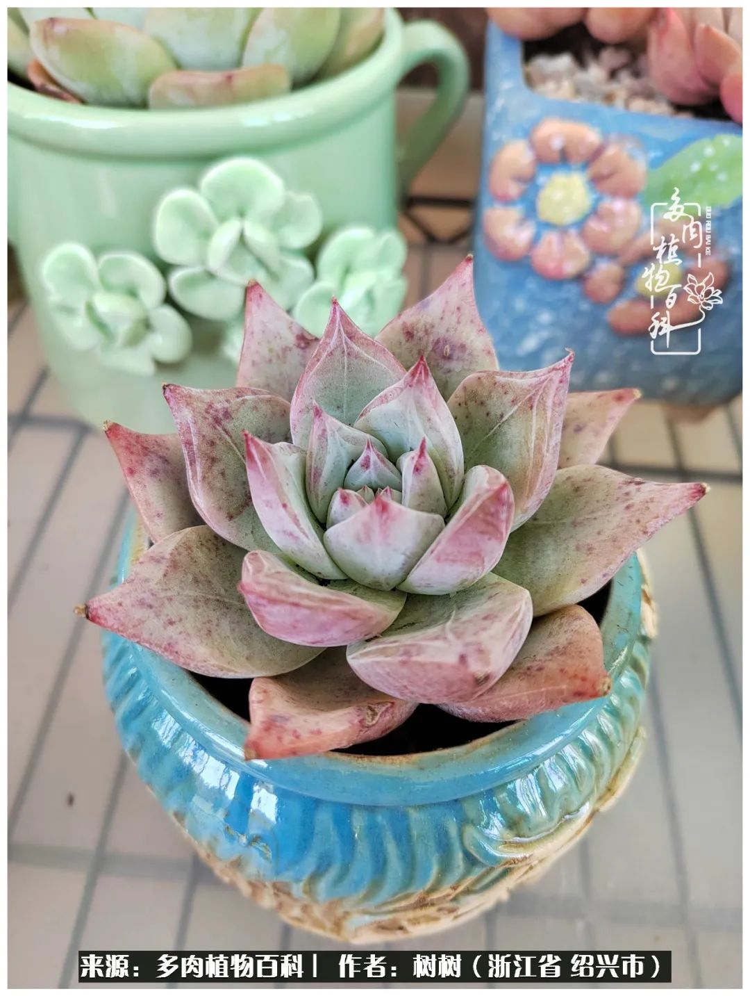 又临寒冬，暖阳下携手肉肉赏姹紫嫣红！