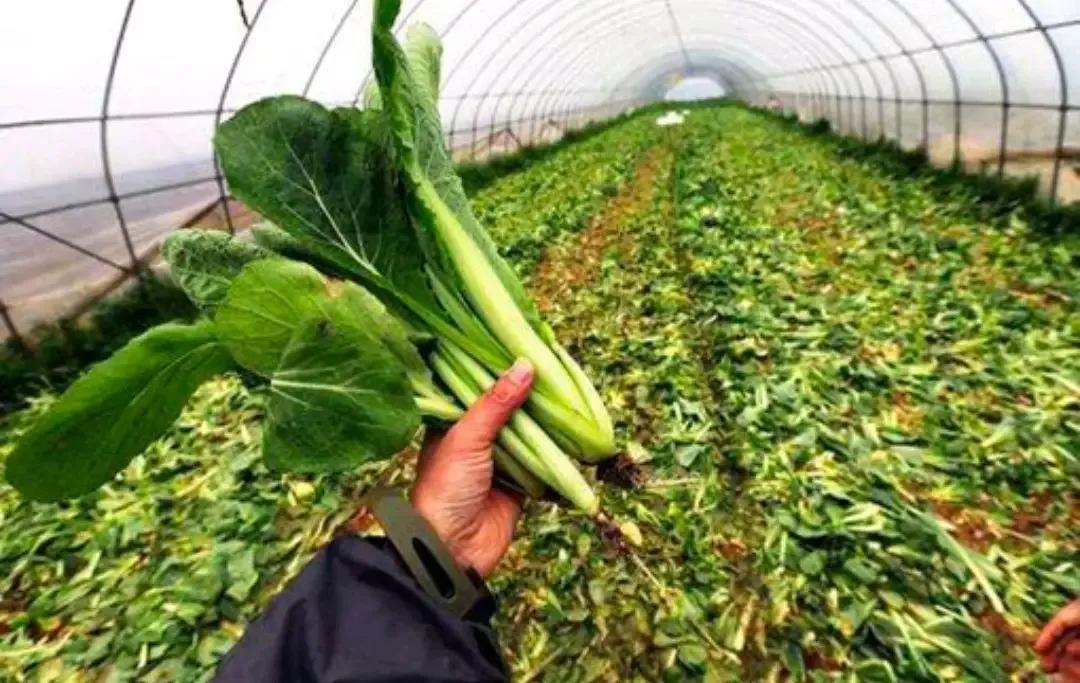 万亩田蔬菜直供,万亩蔬菜批发市场