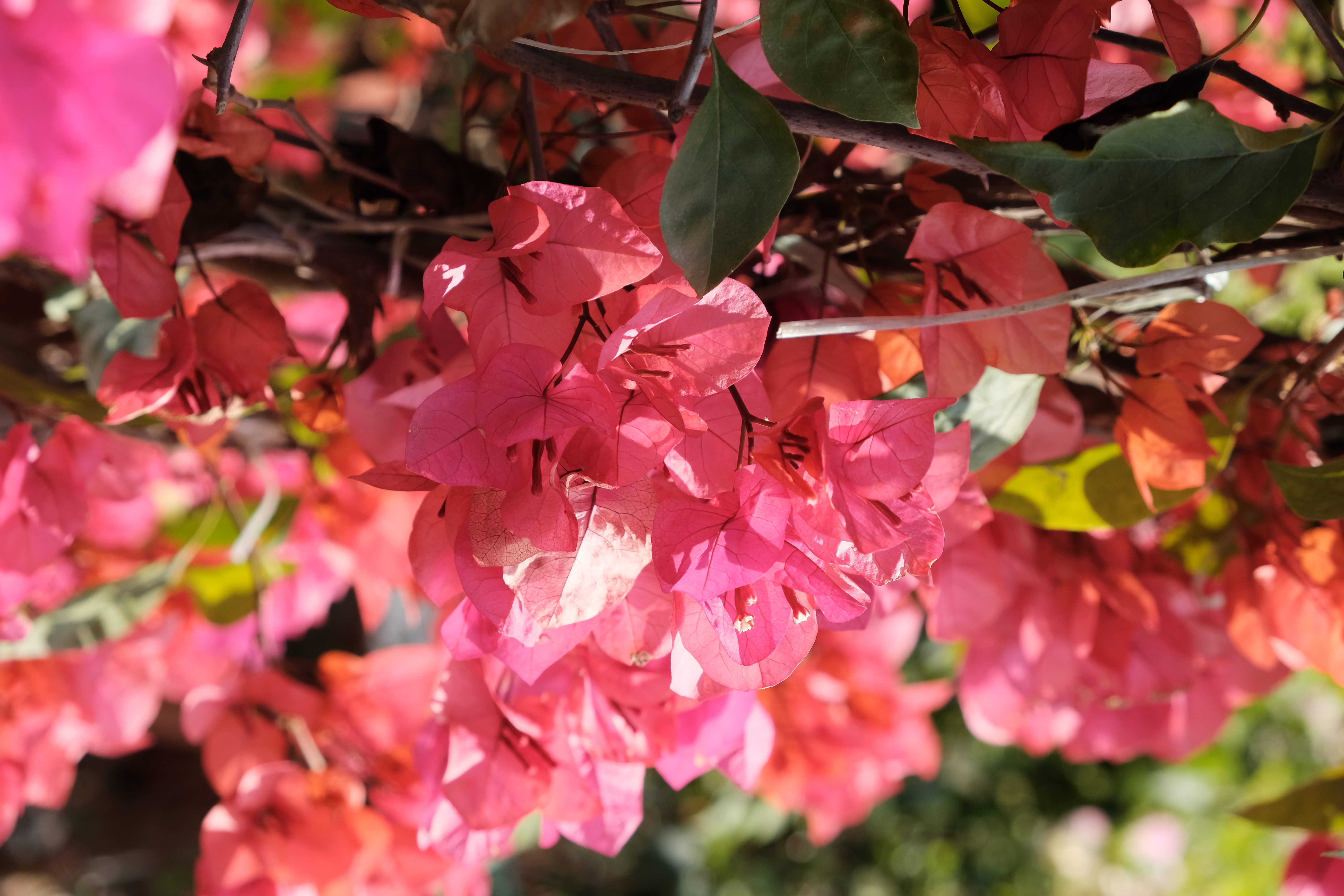 富士xt3配1855镜头拍摄效果,富士xe3套机镜头