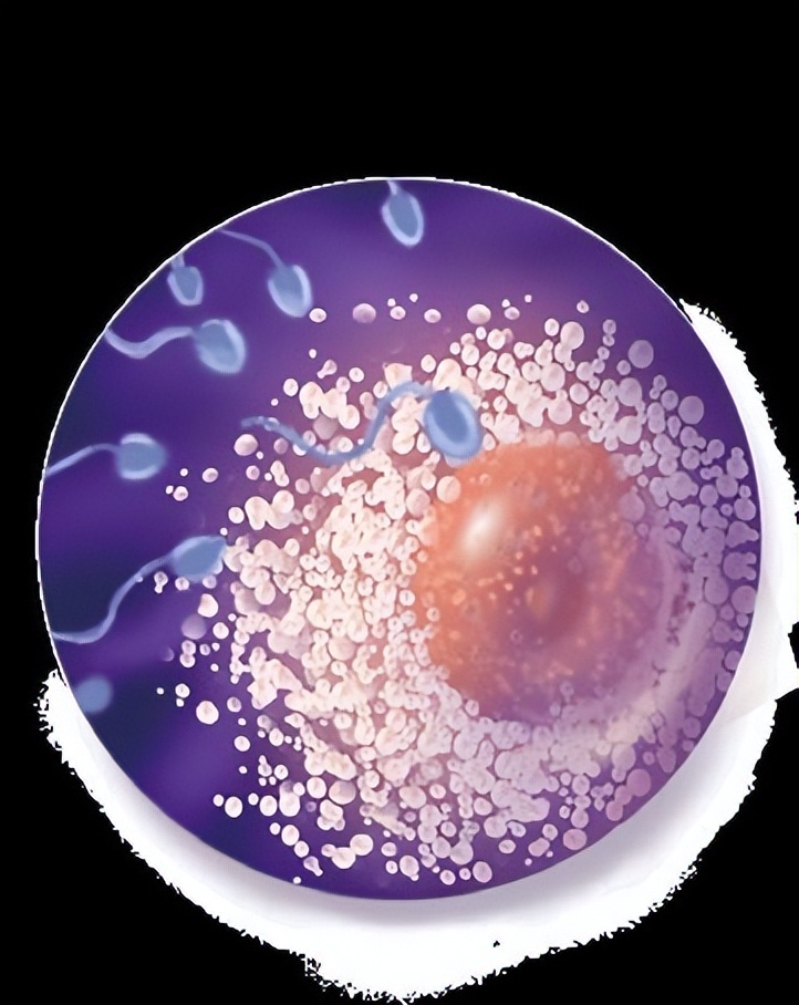 从受孕到分娩约四十周,从受孕到婴儿每天的变化