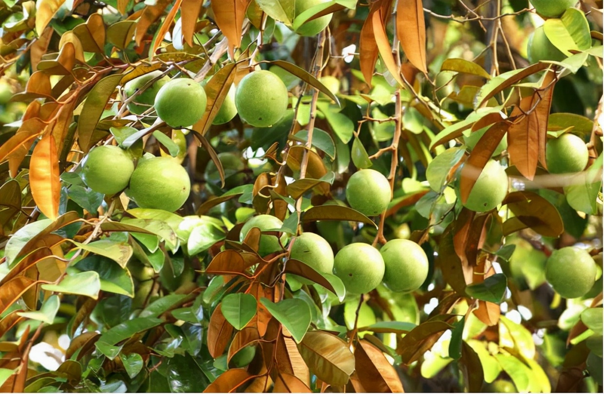 热带地区比较有前景的水果,最有前景的水果新品种