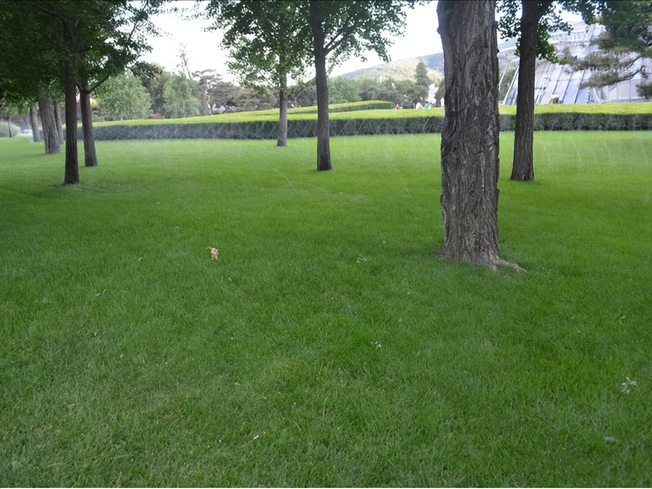 景观草坪如何搭配,庭院景观草坪种类