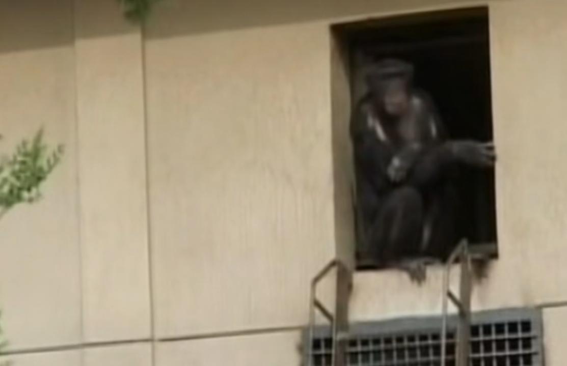 动物园的猩猩感染烟瘾,母猩猩染上烟瘾