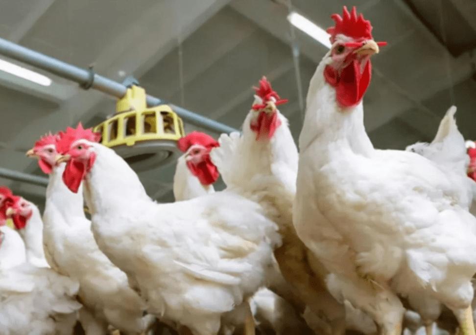 为什么感觉母鸡不用受精，却能天天下蛋？人类利用了鸡身上的bug