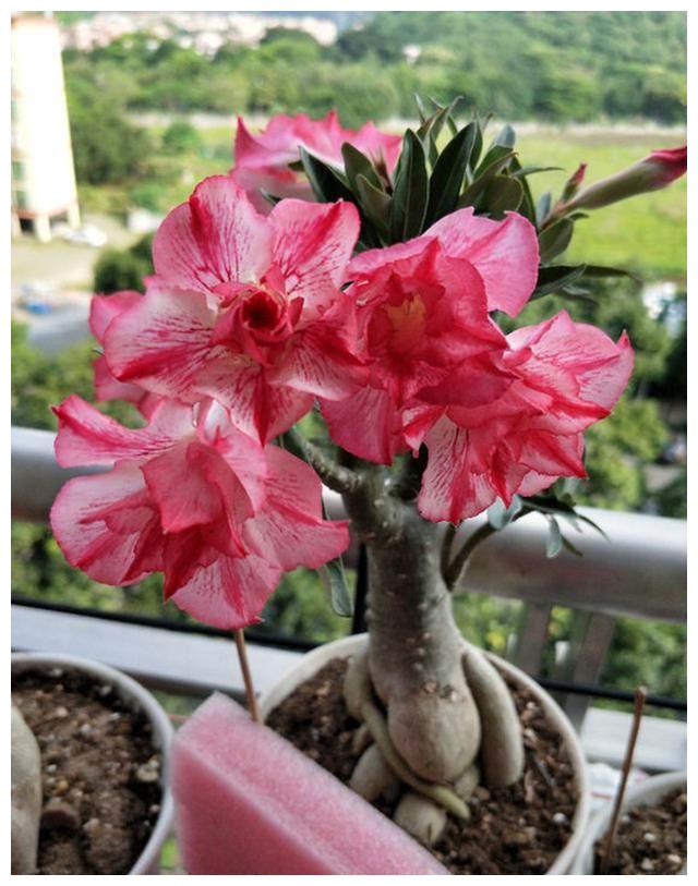 10种公认客厅最好养的花,适合客厅养的懒人花