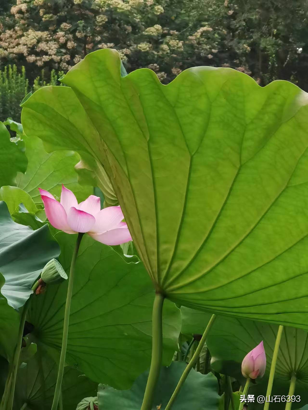 「战友美拍」“荷颂”系列17:陶俊峰的《荷叶之美》