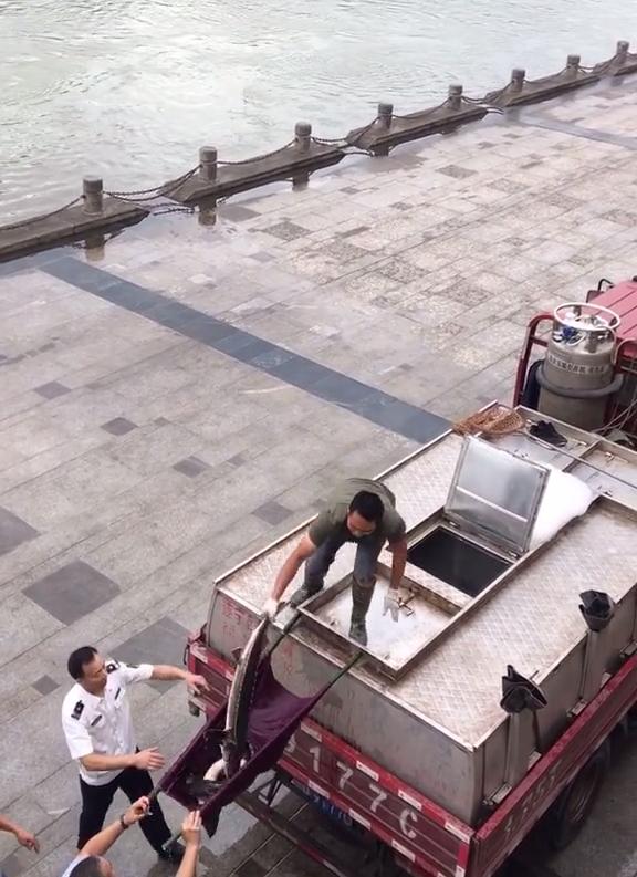 实拍合江门：成群肥硕大鱼聚集岸边，长江离鱼多成灾还有多远？