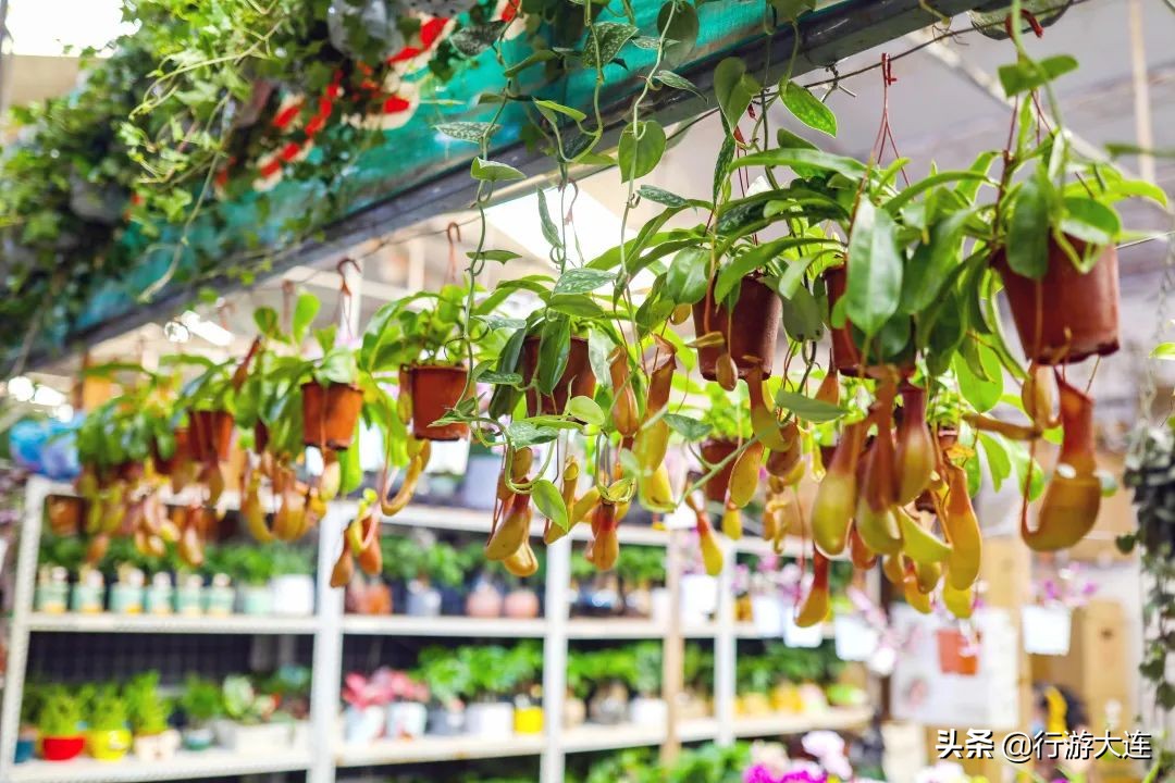 大连花市哪里最好玩,大连的花市有哪些