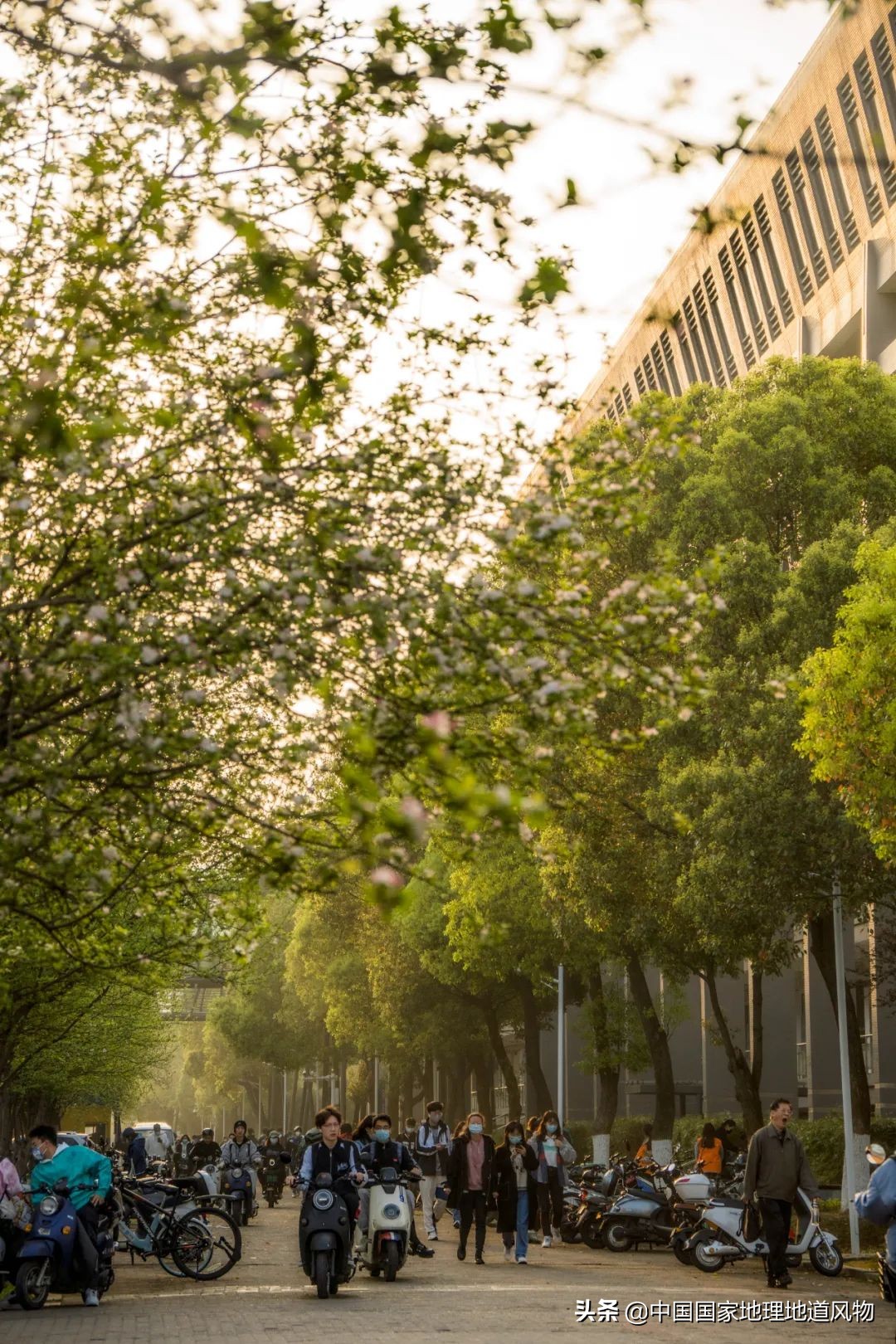 中南大学中南矿冶学院,中南是哪个大学