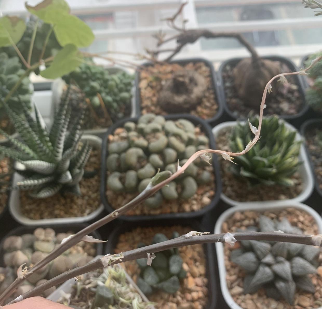 玉露人工授粉后怎么确定是否成功,玉露香人工授粉用什么花粉最好