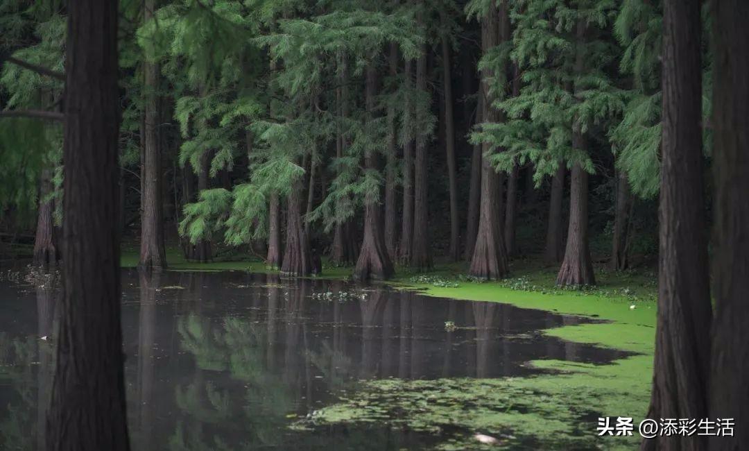 新高考作文素材书推荐,新高考议论文作文素材
