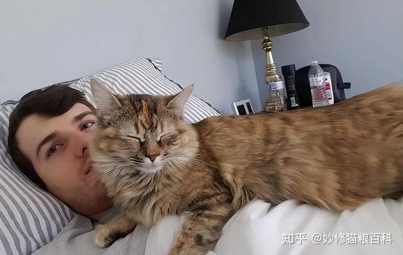 猫掉毛很厉害怎么办？这些育宠小技巧来救你！