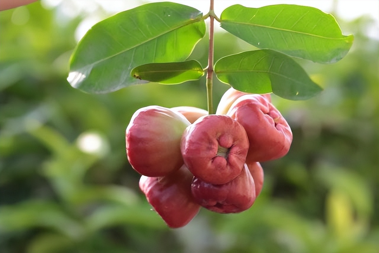 台湾名嘴说台湾吃凤梨,台湾名嘴谈吃18公斤凤梨