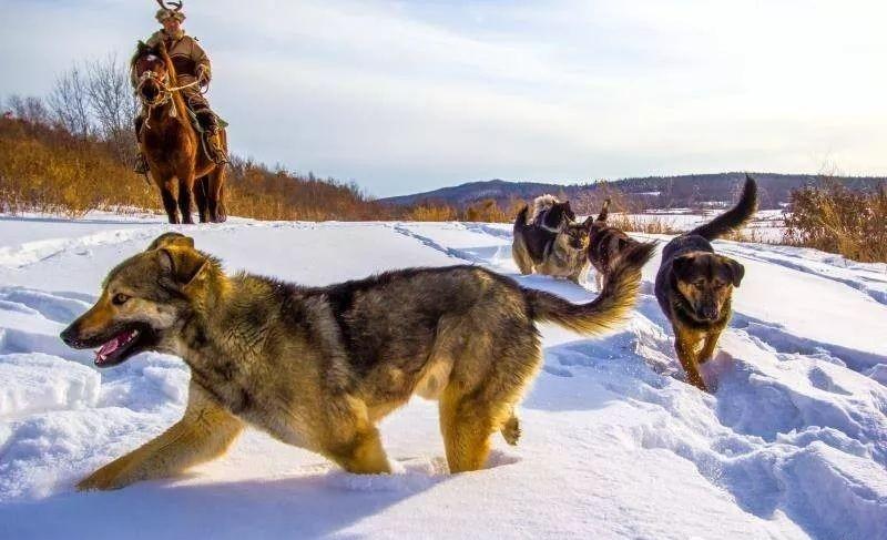 30种常见犬图片,40种常见名犬图片