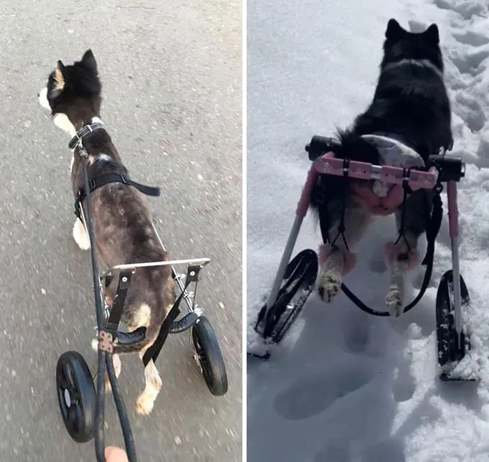 黑心狗厂逼迫反复生育至瘫痪的哈士奇，被拯救后活成了小公主