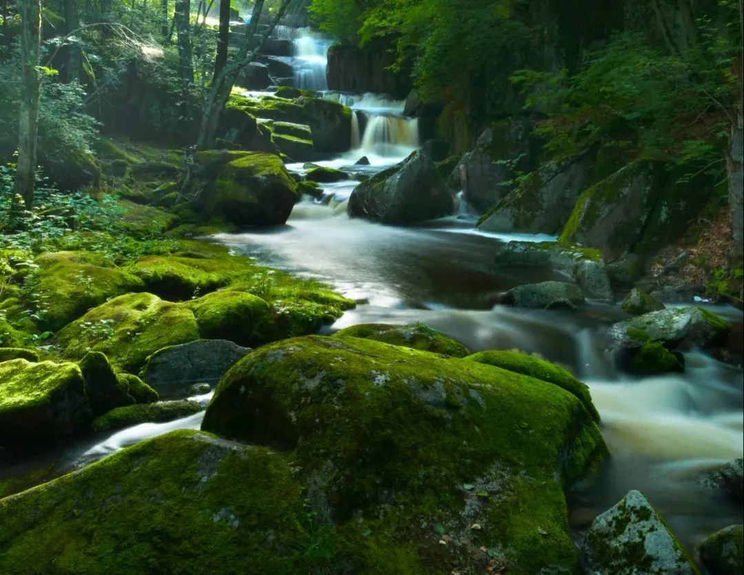 美好的夏天一切都在盛放,一切都从这个美好的夏天开始