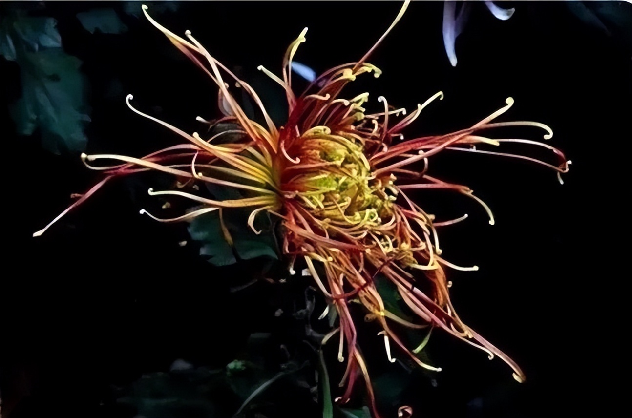 秋花诗词50首,金秋秋菊50种名菊