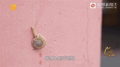 9.1分出圈，这次全网力挺！从京东副总裁，跌落成“*子骗**”