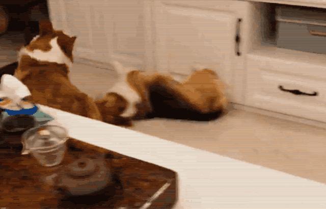 推荐几种好养又可爱温柔狗狗,5种最受欢迎的狗狗你养了哪一种