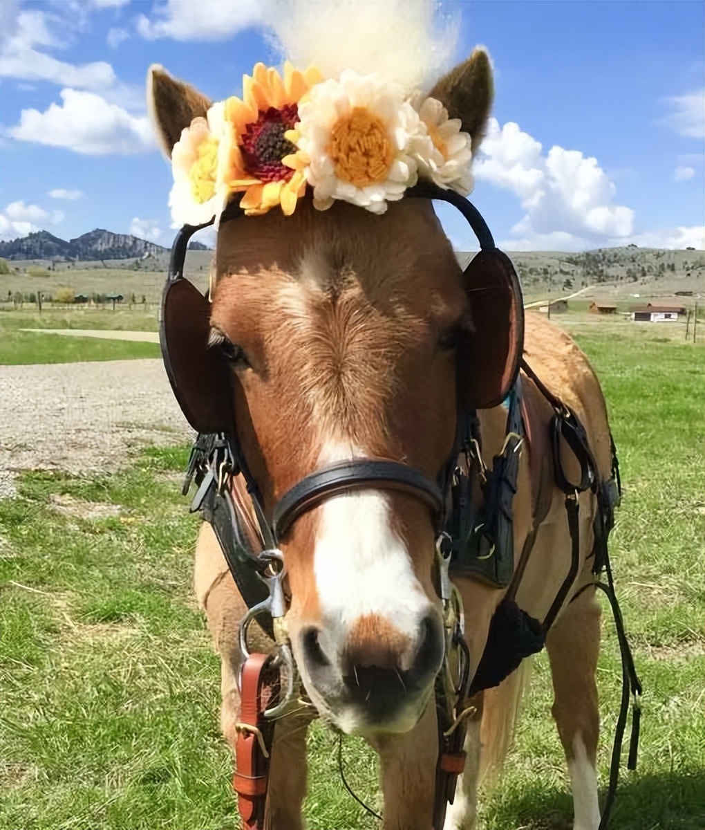 马的耳朵是用来干什么的,马戴耳罩和眼罩的原因