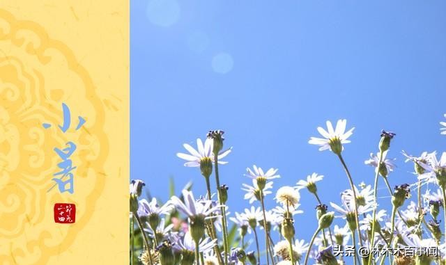 入伏后提醒大家少吃绿豆,三伏天绿豆和什么煮降暑