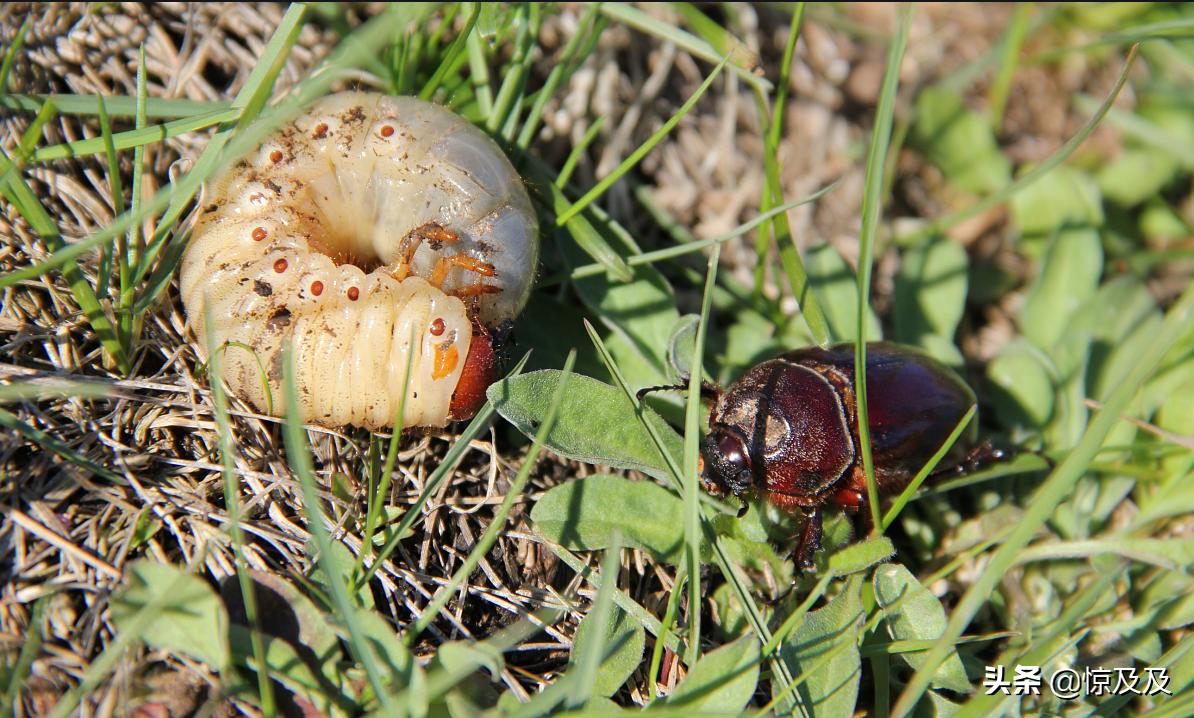 为什么人类不吃虫子,人类饿死概率