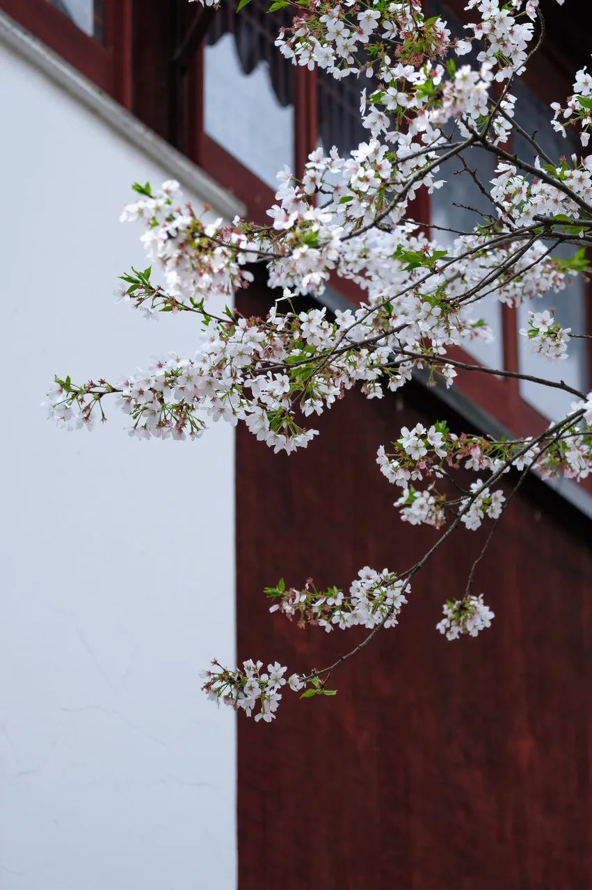 苏州一个新的人间天堂,东方威尼斯苏州视频