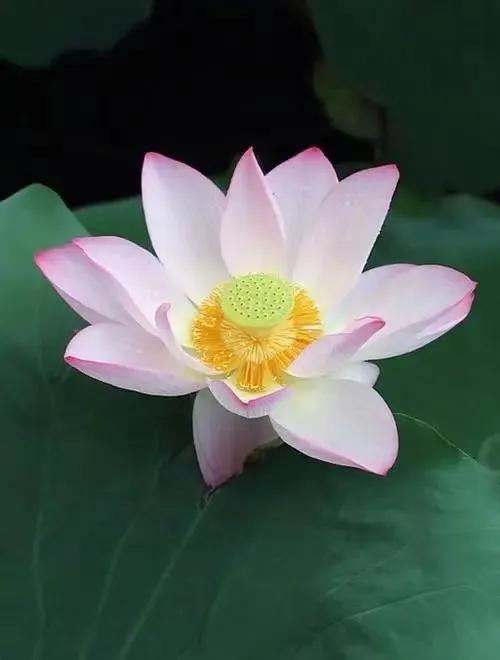 荷花散文朱自清,荷花散文朗读视频