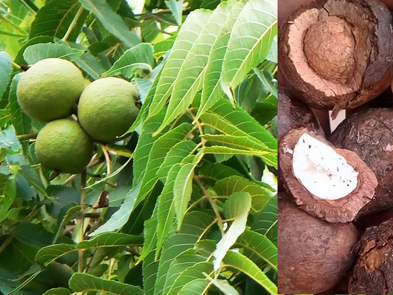 “藤黄果”、“猴果”…近20种你不知道的非洲雄鹰喀麦隆水果