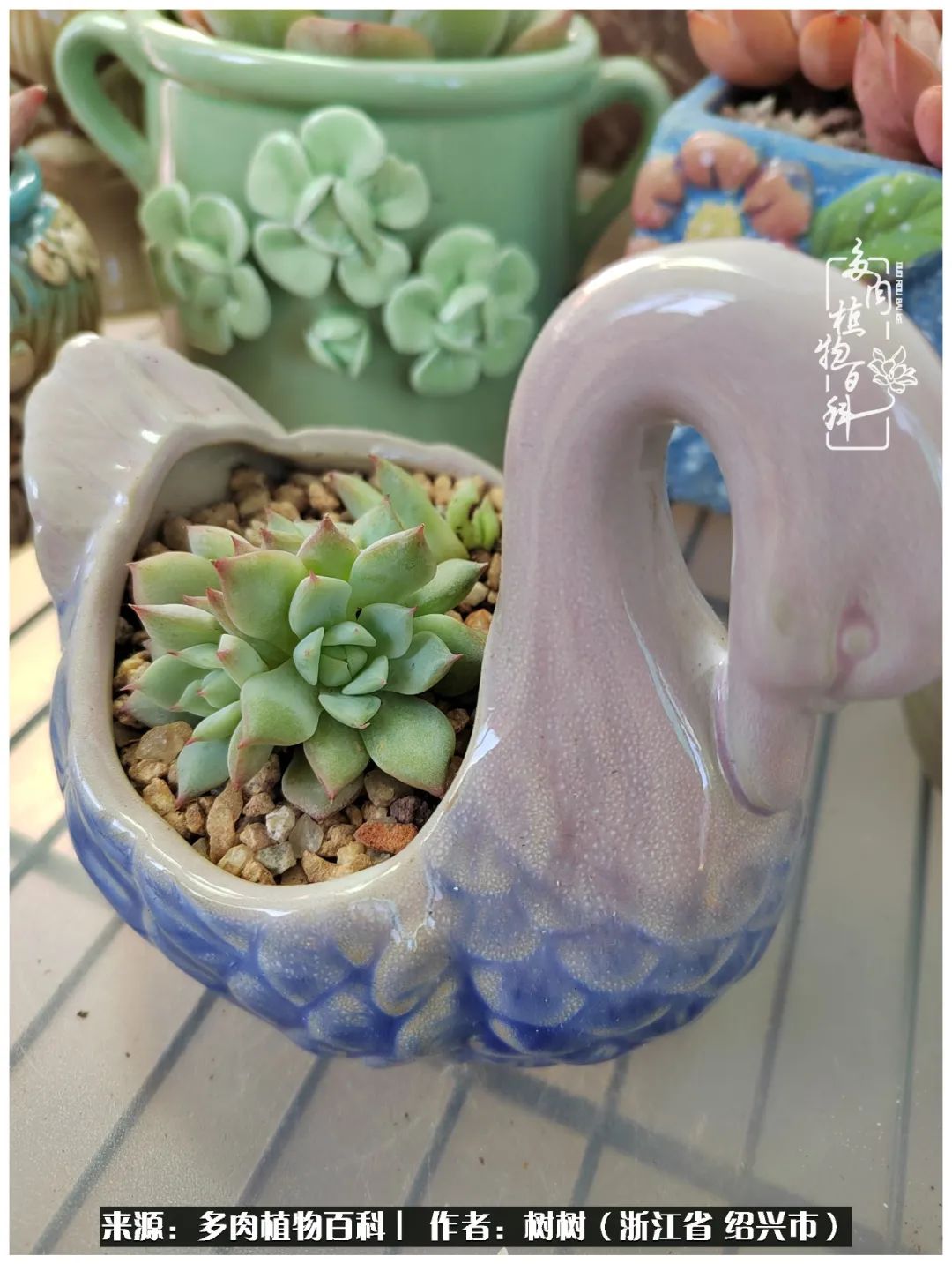 又临寒冬，暖阳下携手肉肉赏姹紫嫣红！