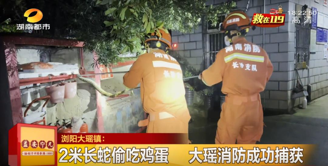 蛇总是偷吃鸡蛋怎么办,2米长蛇惊现居民楼