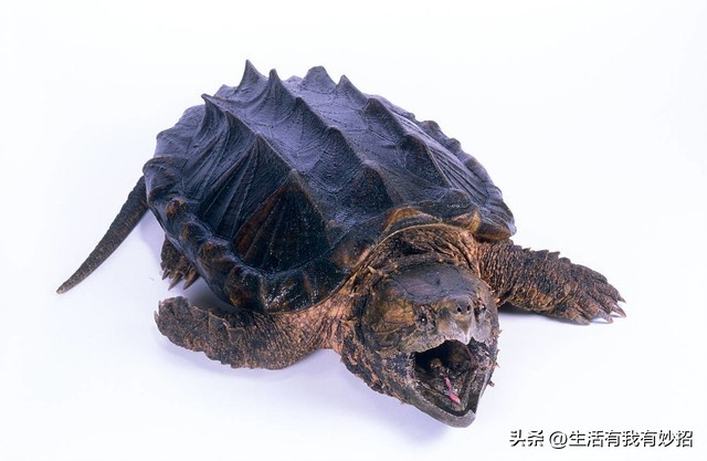 鳄龟饲养环境打造视频,饲养鳄龟需要办理什么手续