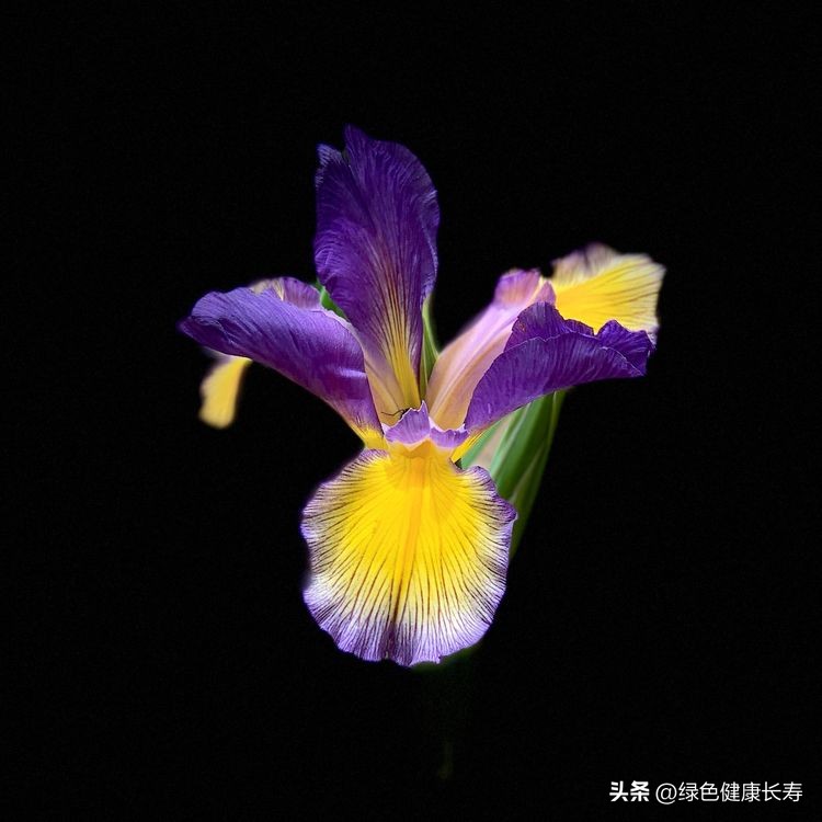 世界花园风景,世界花园