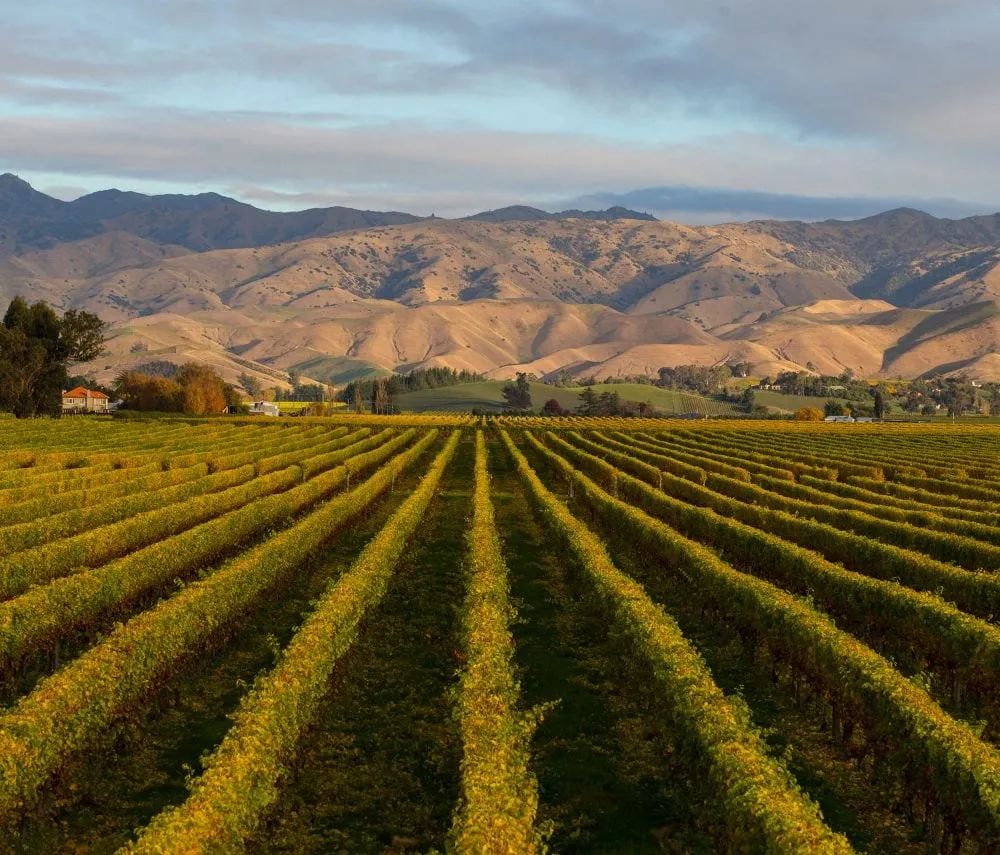 拉菲酒庄是罗斯柴尔德的嘛,拉菲罗斯柴尔德旗下酒庄