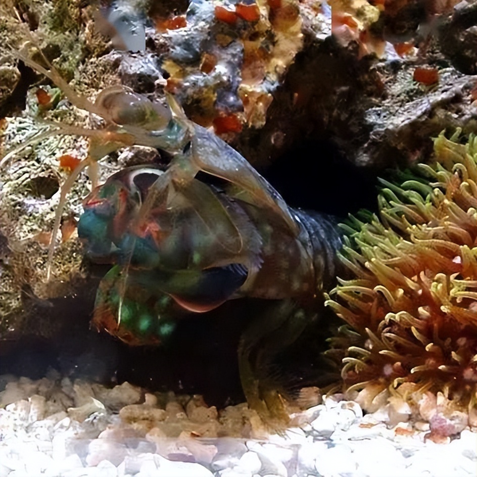 海水珊瑚缸鹦鹉螺,海水缸珊瑚视频大全