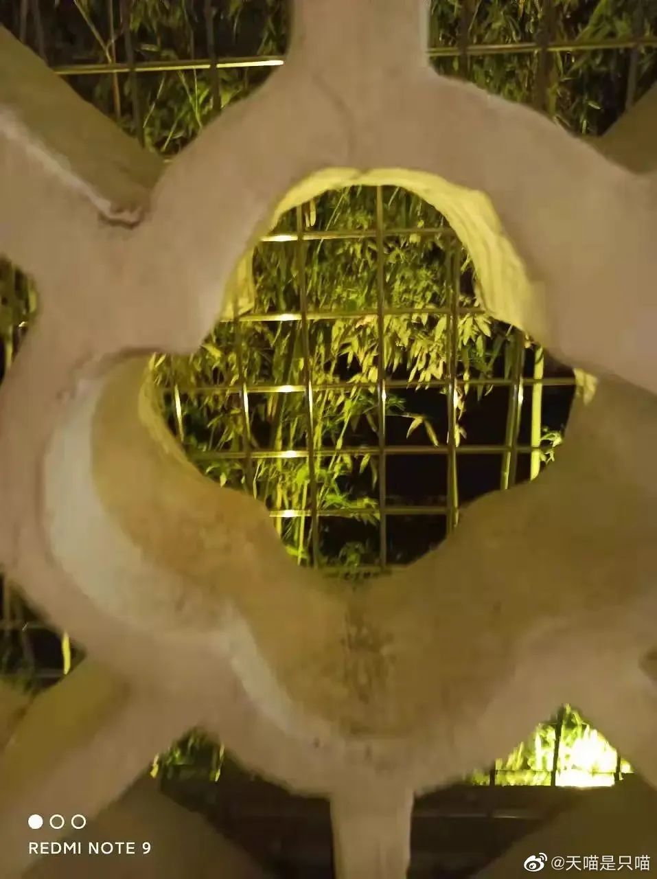 南京流浪猫被集体安乐死,南京总统府流浪猫事件