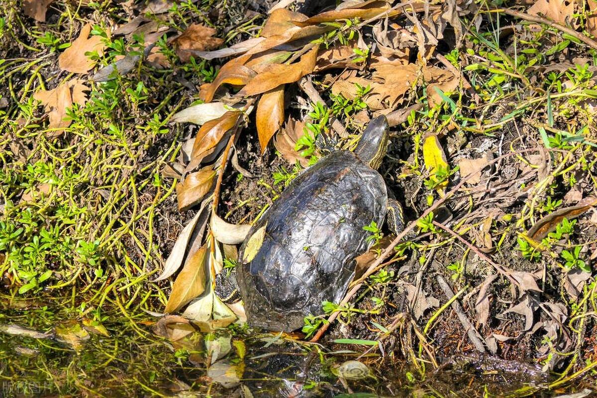 万物皆有灵,万物皆有灵性完整句子
