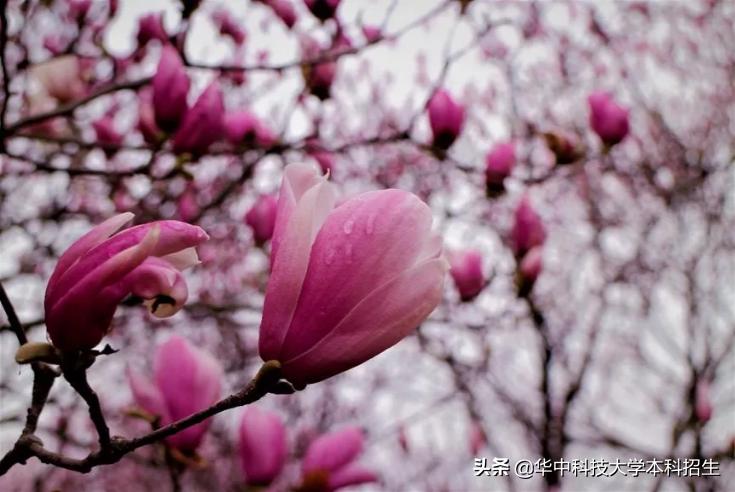 华中科技大学“专属五福”来了！5张“虎年福卡”正在派送，见者有份！