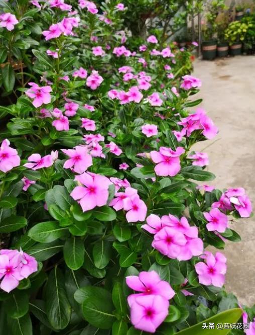 夏季开花的兰花品种有哪些,最适合室内养的8种开花植物