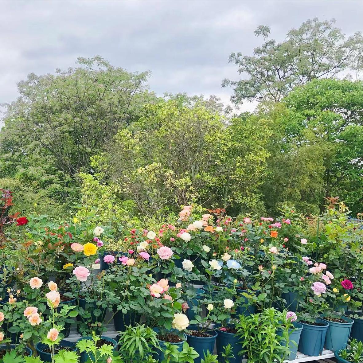 植物的叶子变黄了,植物色彩的多样性原因及图片