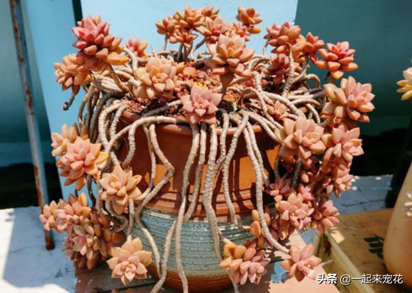 姬胧月怎么把杆养粗,姬胧月养护