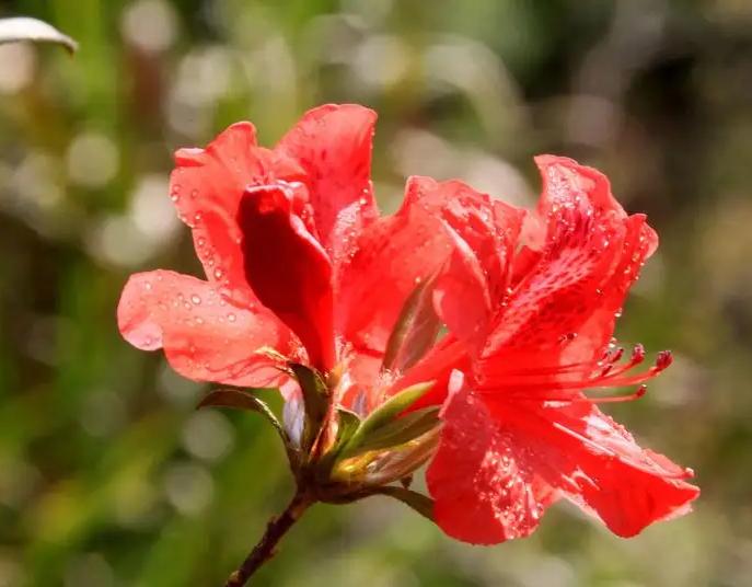 杜鹃花和映山红有何区别,映山红和杜鹃花有什么不一样