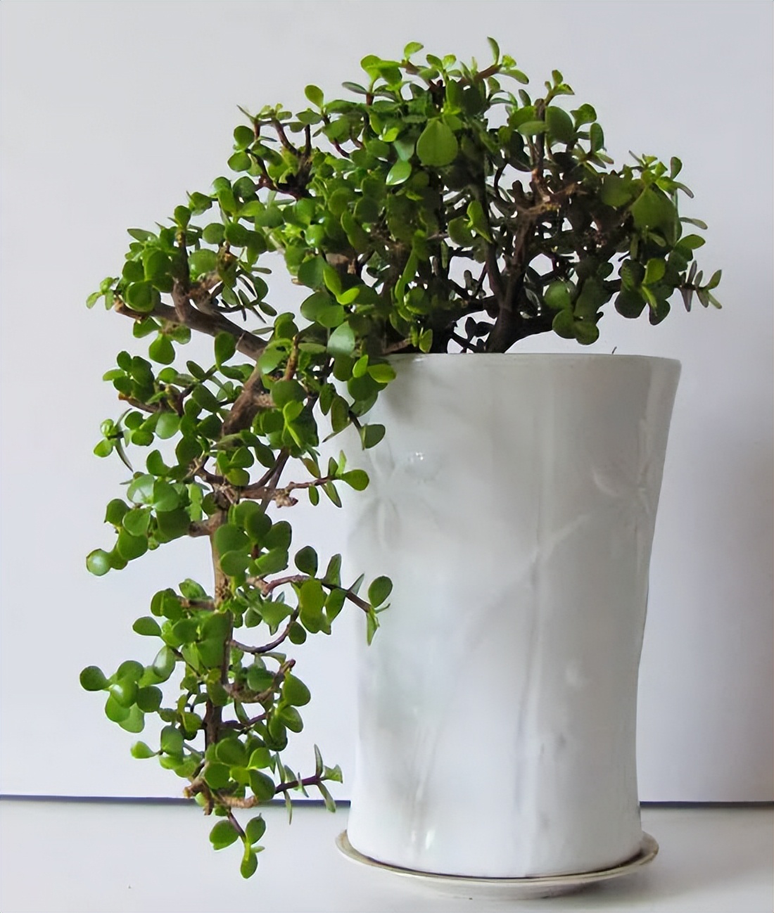 春季万物复苏，冬季“快死”的5种植物这样剪一刀，就能重新生长