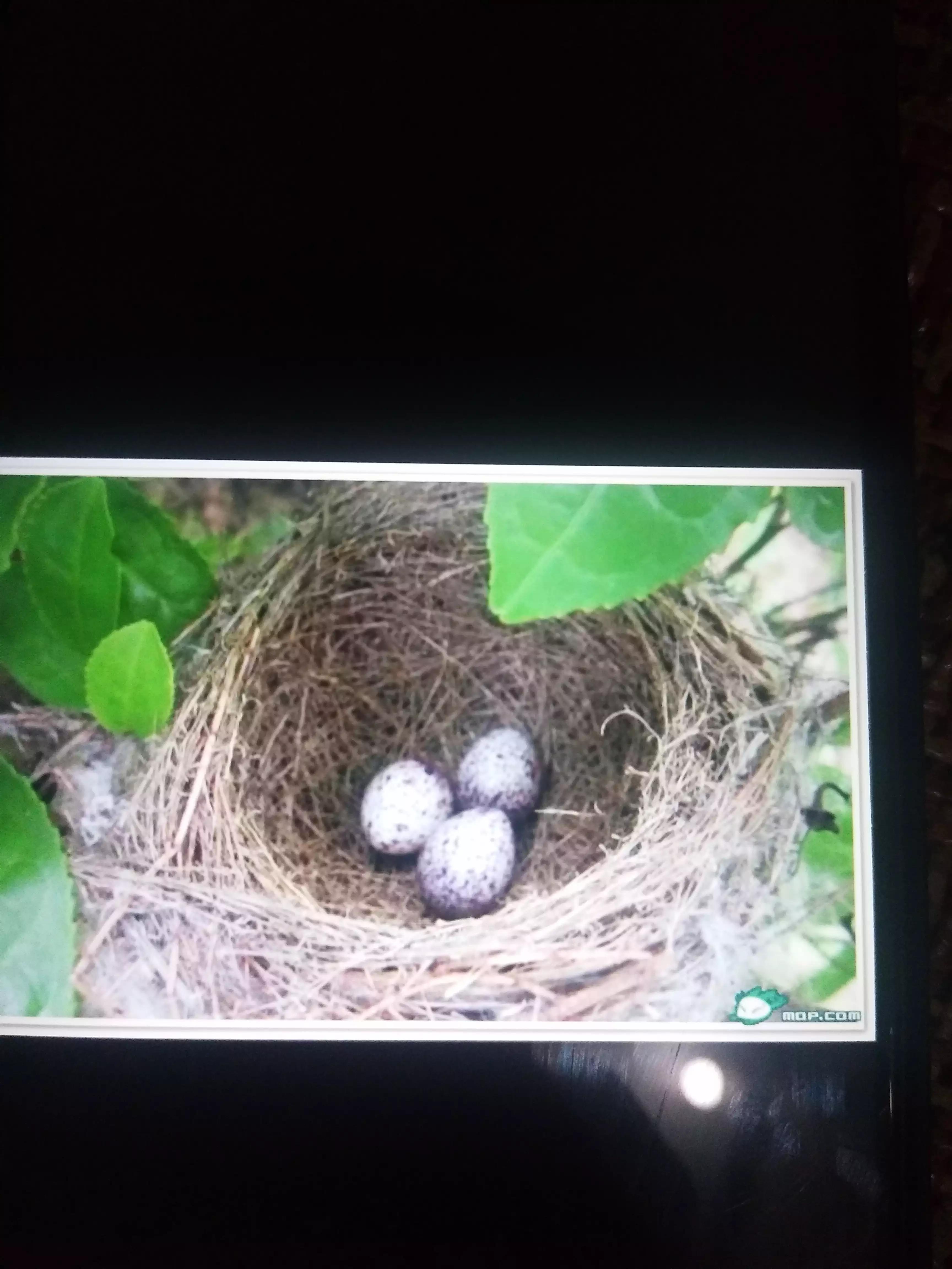 广西人的童年野果,广西人的童年有多快乐