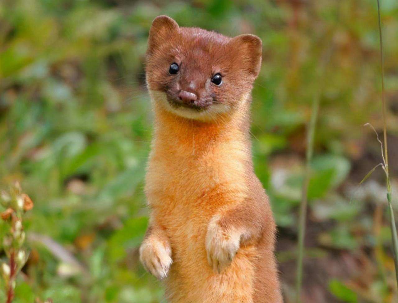 为什么黄鼠狼被称为黄大仙不能杀,家门口的黄鼠狼能打吗