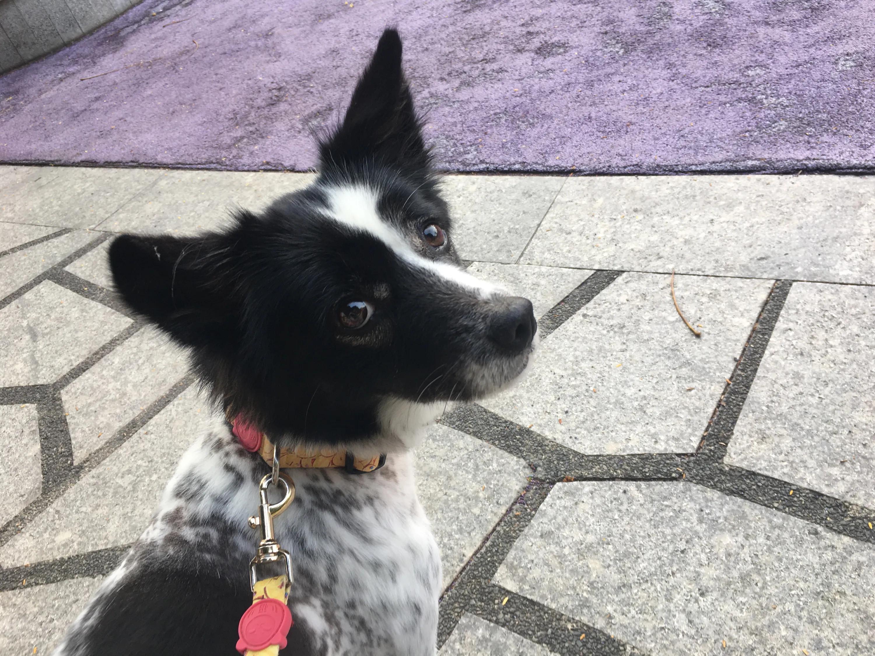 写一只小狗的作文,作文如何写小狗