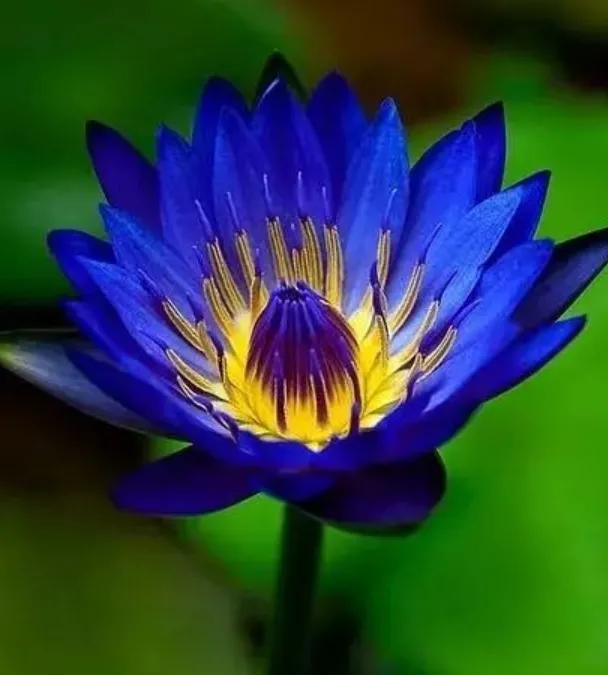 各种形态的花卉,30多种奇异的鲜花供你欣赏收藏