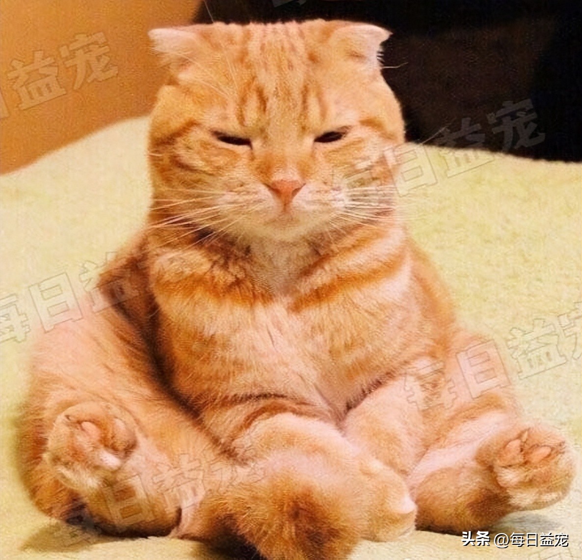 细数有关橘猫的7个冷知识,你对猫的了解200字